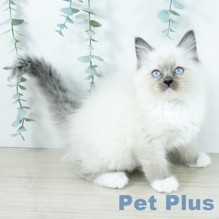 福岡県のラグドール (ペットプラス ららぽーと福岡店/2025年11月14日生まれ/女の子/ブルーポイントミテッド)の子猫の2枚目の画像