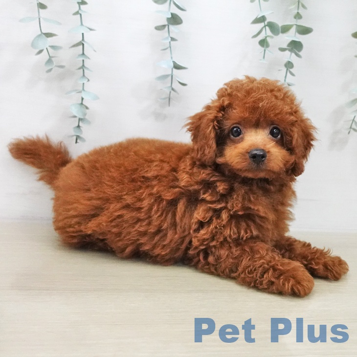長野県のトイプードル(トイ) (ペットプラス 長野店/2025年11月16日生まれ/男の子/レッド)の子犬の2枚目の画像
