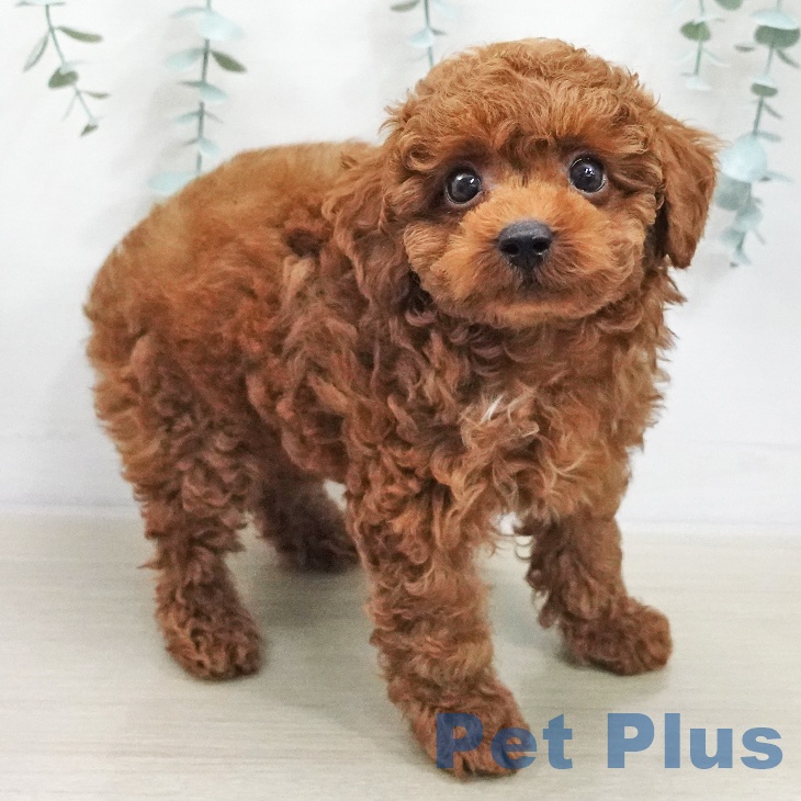 千葉県のトイプードル(トイ) (ペットプラス 木更津店/2025年11月20日生まれ/男の子/レッド)の子犬の1枚目の画像