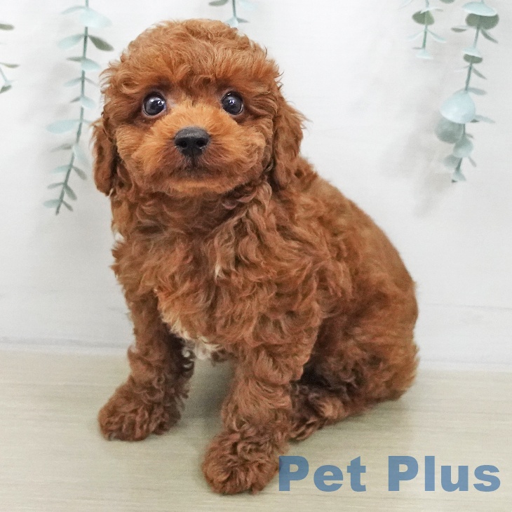 千葉県のトイプードル(トイ) (ペットプラス 木更津店/2025年11月20日生まれ/男の子/レッド)の子犬の2枚目の画像