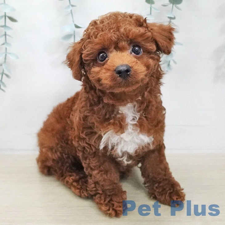 神奈川県のトイプードル(トイ) (ペットプラス 座間店/2025年11月20日生まれ/男の子/レッド)の子犬の1枚目の画像