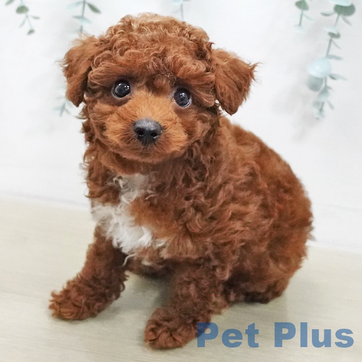 神奈川県のトイプードル(トイ) (ペットプラス 座間店/2025年11月20日生まれ/男の子/レッド)の子犬の2枚目の画像