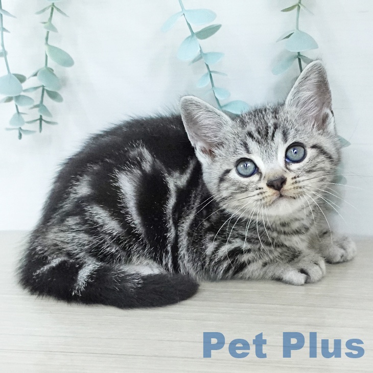 埼玉県のアメリカンショートヘアー (ペットプラス 浦和美園店/2025年11月21日生まれ/男の子/シルバータビー)の子猫の1枚目の画像