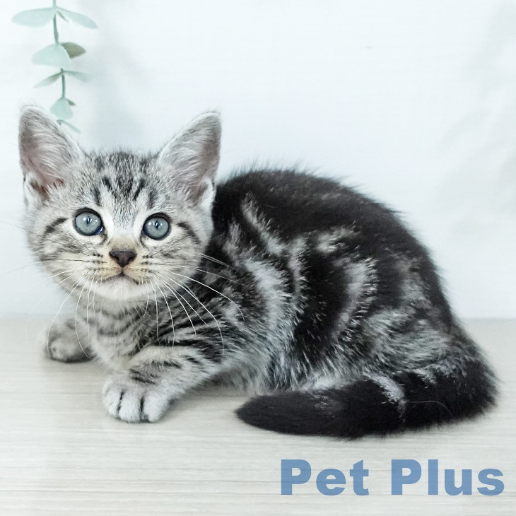 埼玉県のアメリカンショートヘアー (ペットプラス 浦和美園店/2025年11月21日生まれ/男の子/シルバータビー)の子猫の2枚目の画像