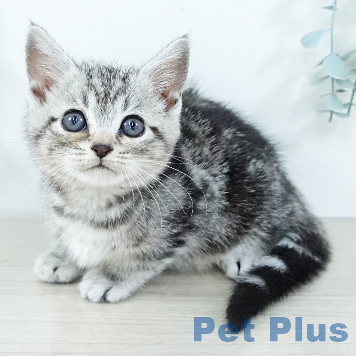 福岡県のアメリカンショートヘアー (ペットプラス 八幡東店/2025年11月21日生まれ/男の子/シルバータビー)の子猫の1枚目の画像