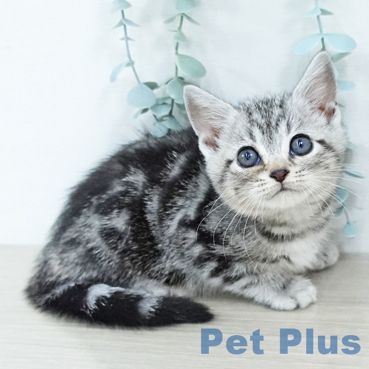 福岡県のアメリカンショートヘアー (ペットプラス 八幡東店/2025年11月21日生まれ/男の子/シルバータビー)の子猫の2枚目の画像