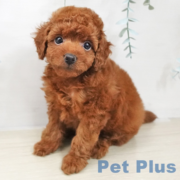 トイ・プードル