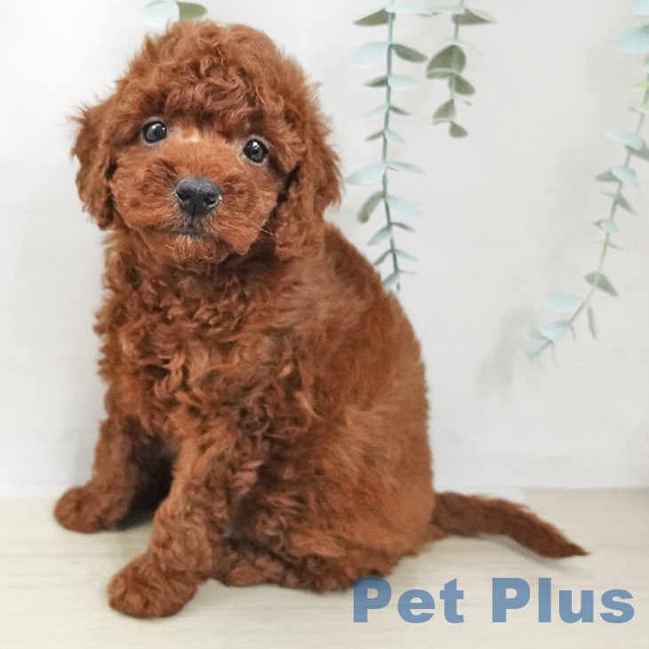 長野県のトイプードル(トイ) (ペットプラス 松本店/2025年11月21日生まれ/女の子/レッド)の子犬の1枚目の画像