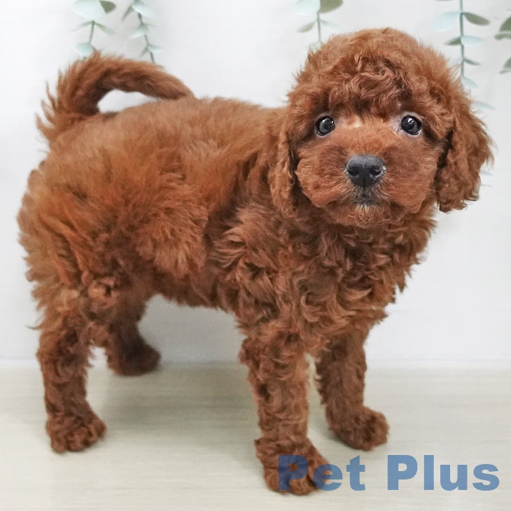 長野県のトイプードル(トイ) (ペットプラス 松本店/2025年11月21日生まれ/女の子/レッド)の子犬の2枚目の画像