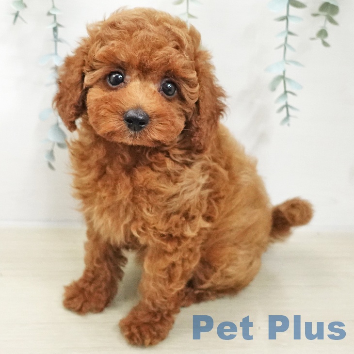 千葉県のトイプードル(トイ) (ペットプラス 船橋店/2025年11月21日生まれ/女の子/レッド)の子犬の1枚目の画像