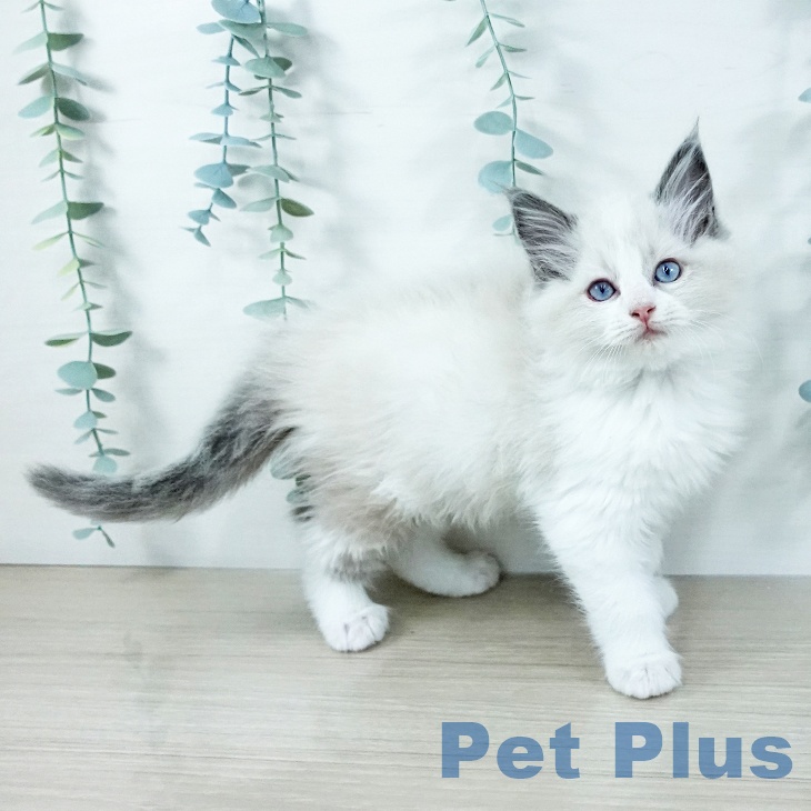 埼玉県のラグドール (ペットプラス ピオニウォーク東松山店/2025年11月20日生まれ/男の子/ブルーポイントバイカラー)の子猫の1枚目の画像