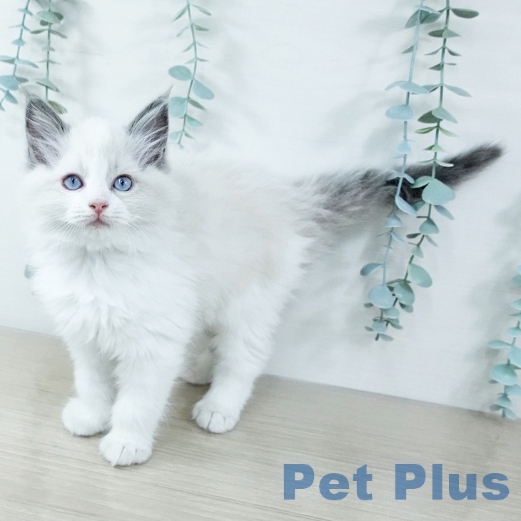 埼玉県のラグドール (ペットプラス ピオニウォーク東松山店/2025年11月20日生まれ/男の子/ブルーポイントバイカラー)の子猫の2枚目の画像