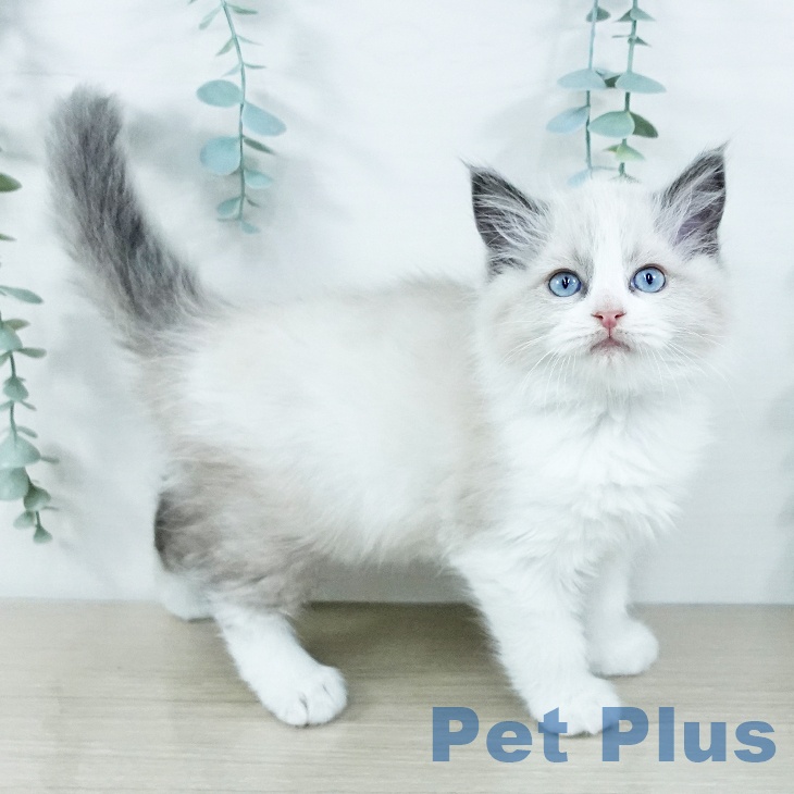沖縄県のラグドール (ペットプラス 沖縄ライカム店/2025年11月20日生まれ/男の子/ブルーポイントバイカラー)の子猫の1枚目の画像