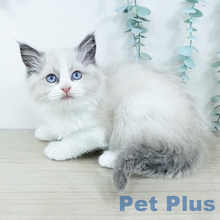 沖縄県のラグドール (ペットプラス 沖縄ライカム店/2025年11月20日生まれ/男の子/ブルーポイントバイカラー)の子猫の2枚目の画像
