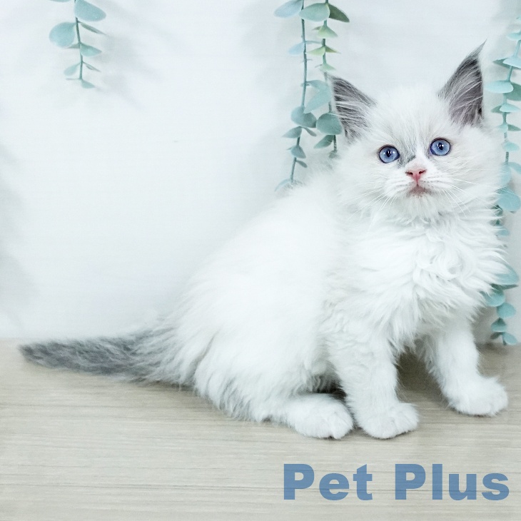 埼玉県のラグドール (ペットプラス イオンモール春日部店/2025年11月20日生まれ/女の子/ブルーポイントバイカラー)の子猫の1枚目の画像