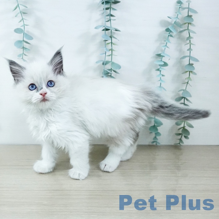 埼玉県のラグドール (ペットプラス イオンモール春日部店/2025年11月20日生まれ/女の子/ブルーポイントバイカラー)の子猫の2枚目の画像