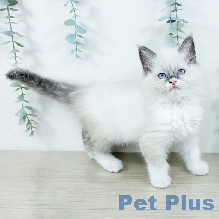 福岡県のラグドール (ペットプラス 香椎浜店/2025年11月20日生まれ/女の子/ブルーポイントバイカラー)の子猫の2枚目の画像