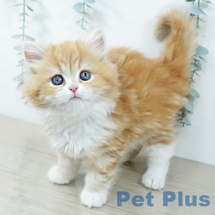 茨城県のサイベリアン (ペットプラス つくば店/2025年11月21日生まれ/男の子/レッドタビーホワイト)の子猫の1枚目の画像