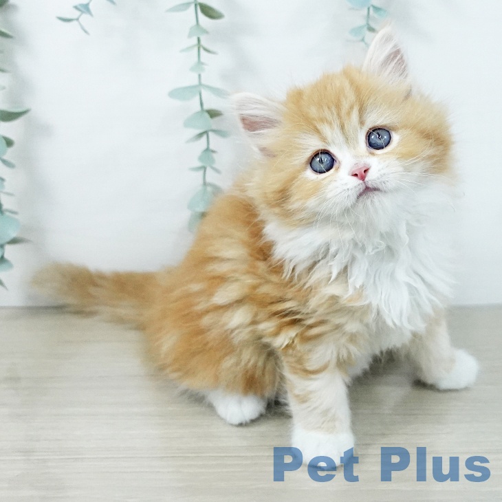 茨城県のサイベリアン (ペットプラス つくば店/2025年11月21日生まれ/男の子/レッドタビーホワイト)の子猫の2枚目の画像