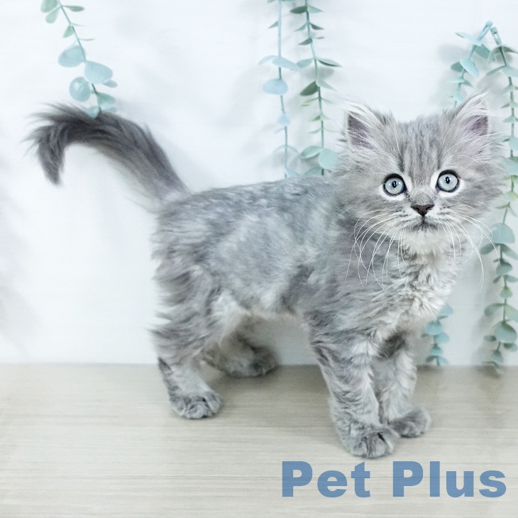 東京都のミヌエット (ペットプラス 板橋店/2025年10月30日生まれ/男の子/ブルータビー)の子猫の1枚目の画像