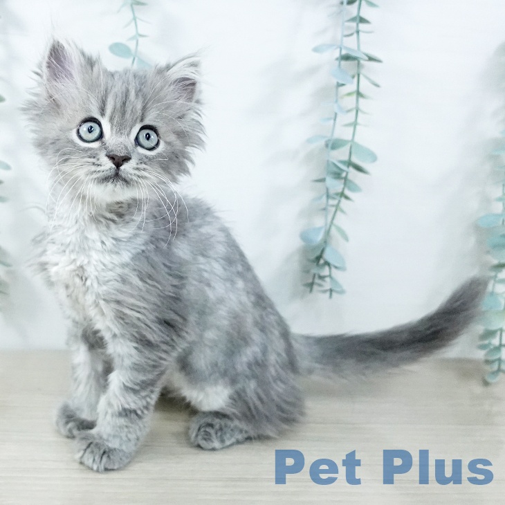 東京都のミヌエット (ペットプラス 板橋店/2025年10月30日生まれ/男の子/ブルータビー)の子猫の2枚目の画像