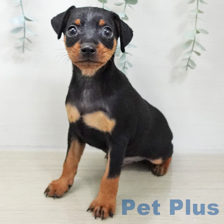宮城県のミニチュアピンシャー (ペットプラス 仙台上杉店/2025年11月20日生まれ/男の子/ブラックタン)の子犬の1枚目の画像