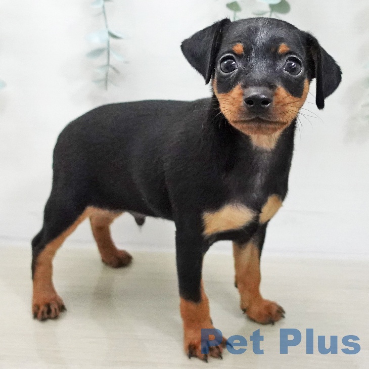 宮城県のミニチュアピンシャー (ペットプラス 仙台上杉店/2025年11月20日生まれ/男の子/ブラックタン)の子犬の2枚目の画像