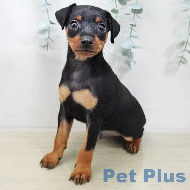福島県のミニチュアピンシャー (ペットプラス 福島店/2025年11月20日生まれ/男の子/ブラックタン)の子犬の1枚目の画像