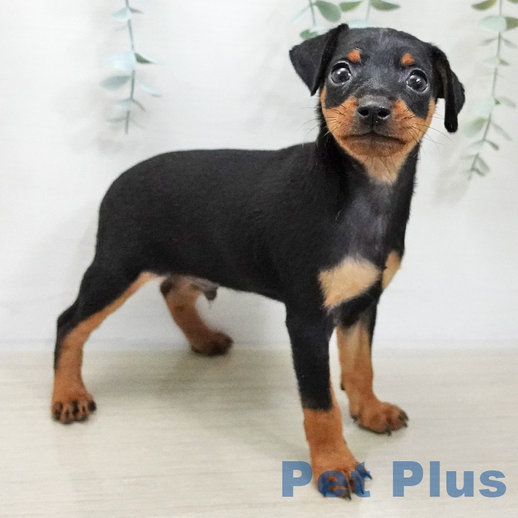 福島県のミニチュアピンシャー (ペットプラス 福島店/2025年11月20日生まれ/男の子/ブラックタン)の子犬の2枚目の画像