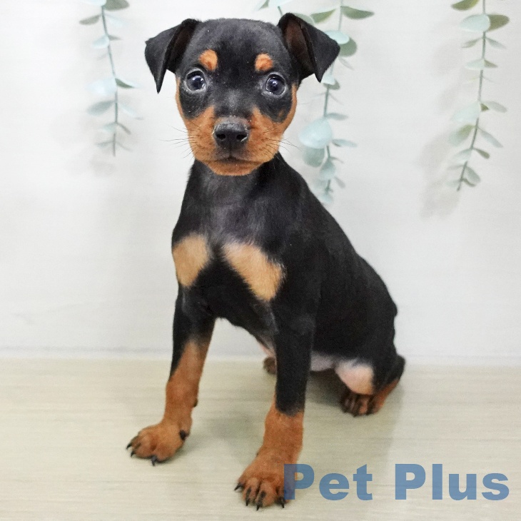 東京都のミニチュアピンシャー (ペットプラス 日の出店/2025年11月20日生まれ/女の子/ブラックタン)の子犬の1枚目の画像
