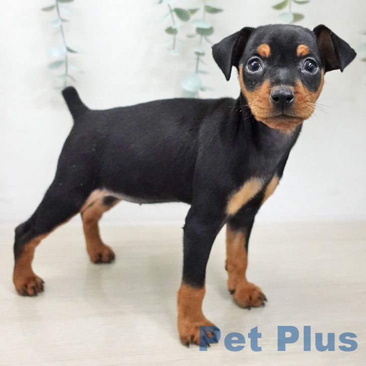 東京都のミニチュアピンシャー (ペットプラス 日の出店/2025年11月20日生まれ/女の子/ブラックタン)の子犬の2枚目の画像