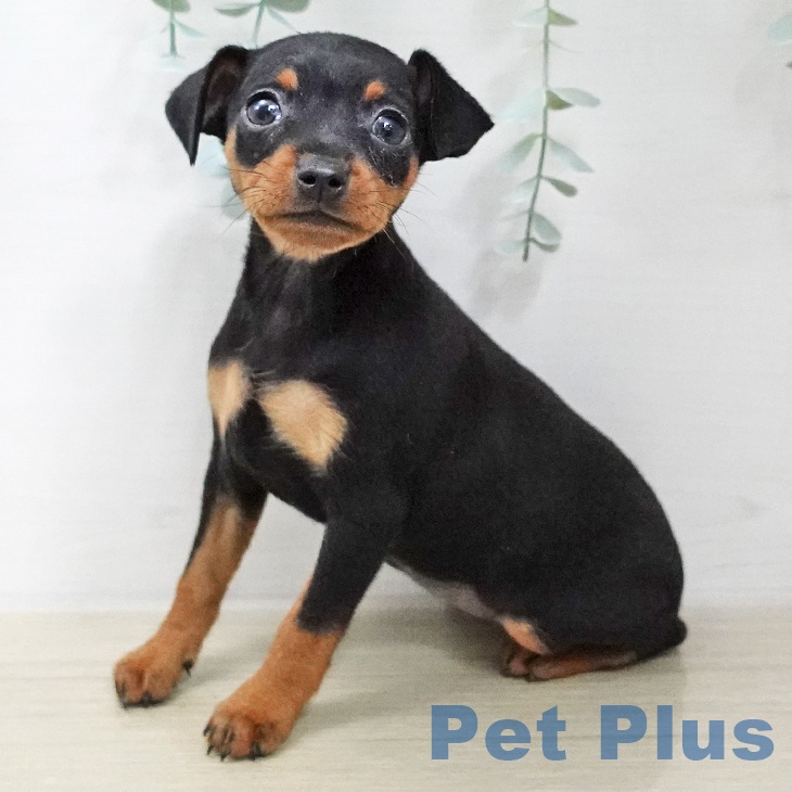 長野県のミニチュアピンシャー (ペットプラス 松本店/2025年11月20日生まれ/女の子/ブラックタン)の子犬の1枚目の画像