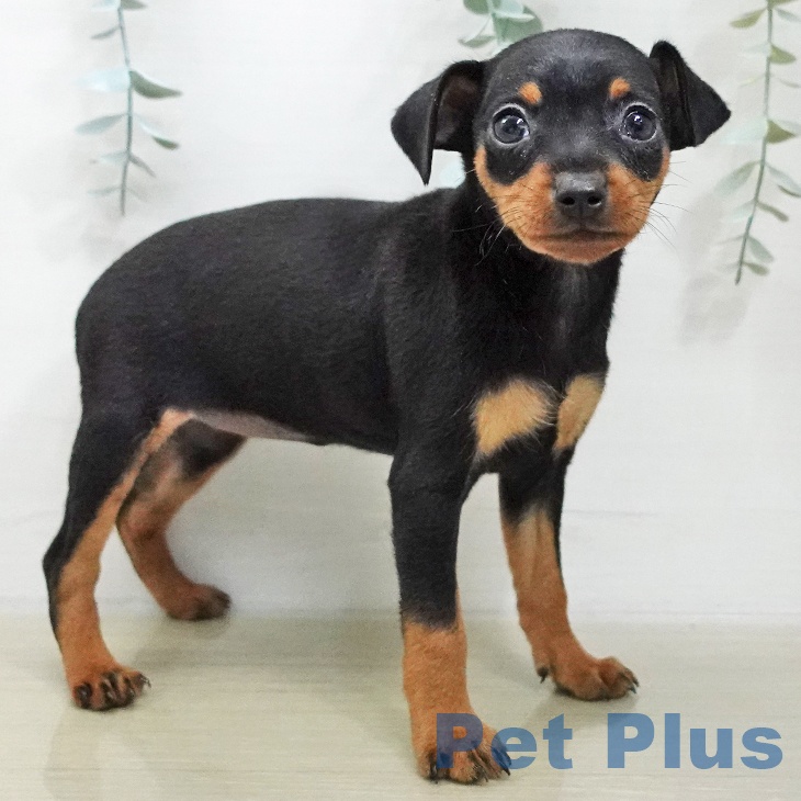 長野県のミニチュアピンシャー (ペットプラス 松本店/2025年11月20日生まれ/女の子/ブラックタン)の子犬の2枚目の画像