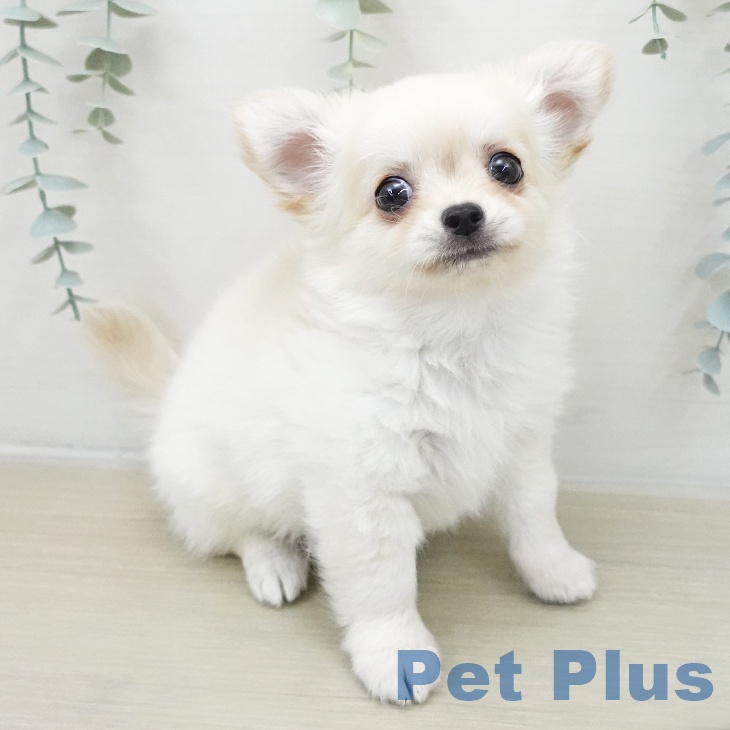 埼玉県のチワワ(ロング) (ペットプラス 羽生店/2025年11月18日生まれ/男の子/クリーム)の子犬の1枚目の画像