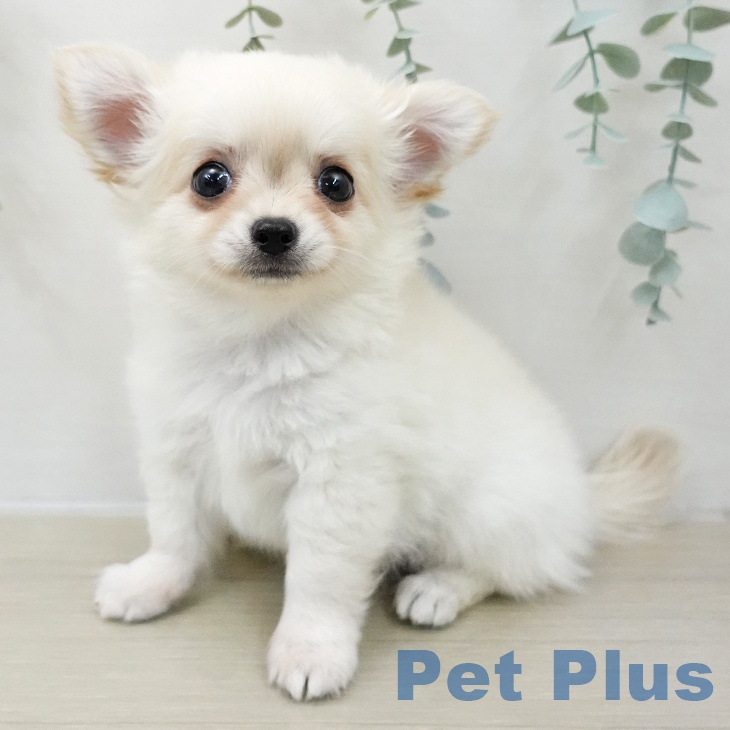 埼玉県のチワワ(ロング) (ペットプラス 羽生店/2025年11月18日生まれ/男の子/クリーム)の子犬の2枚目の画像