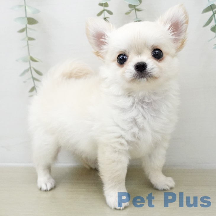 埼玉県のチワワ(ロング) (ペットプラス ららぽーと新三郷店/2025年11月18日生まれ/男の子/クリーム)の子犬の2枚目の画像