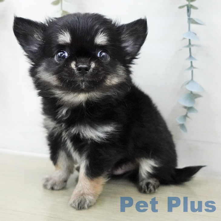 埼玉県のチワワ(ロング) (ペットプラス ららぽーと富士見店/2025年11月18日生まれ/男の子/ブラックタンホワイト)の子犬の1枚目の画像