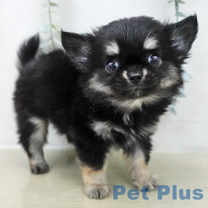 埼玉県のチワワ(ロング) (ペットプラス ららぽーと富士見店/2025年11月18日生まれ/男の子/ブラックタンホワイト)の子犬の2枚目の画像