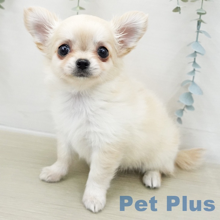 神奈川県のチワワ(ロング) (ペットプラス 武蔵小杉店/2025年11月18日生まれ/女の子/クリーム)の子犬の1枚目の画像