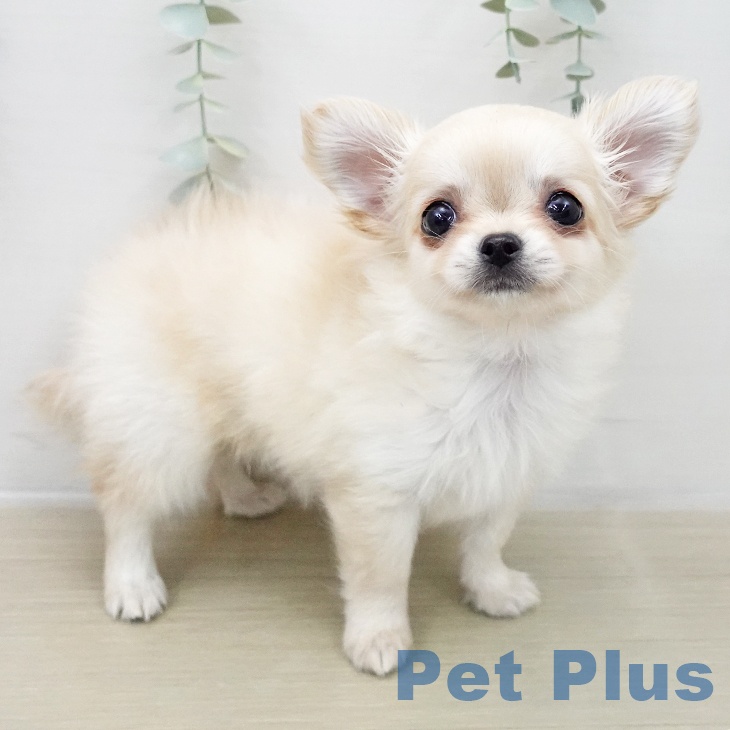 神奈川県のチワワ(ロング) (ペットプラス 武蔵小杉店/2025年11月18日生まれ/女の子/クリーム)の子犬の2枚目の画像