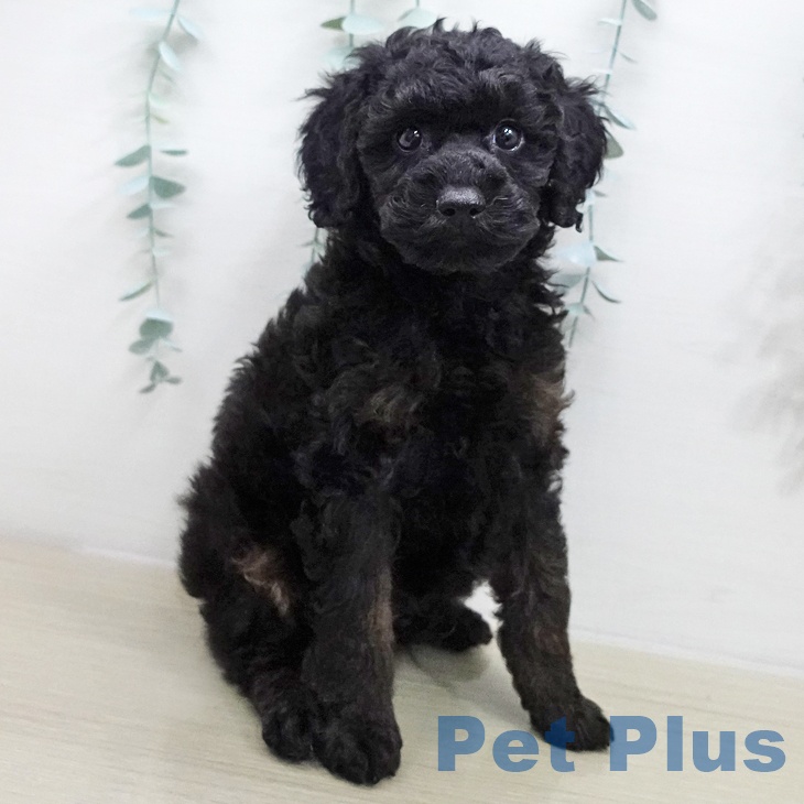 東京都のトイプードル(トイ) (ペットプラス 多摩平の森店/2025年11月17日生まれ/男の子/ブラックタン)の子犬の1枚目の画像