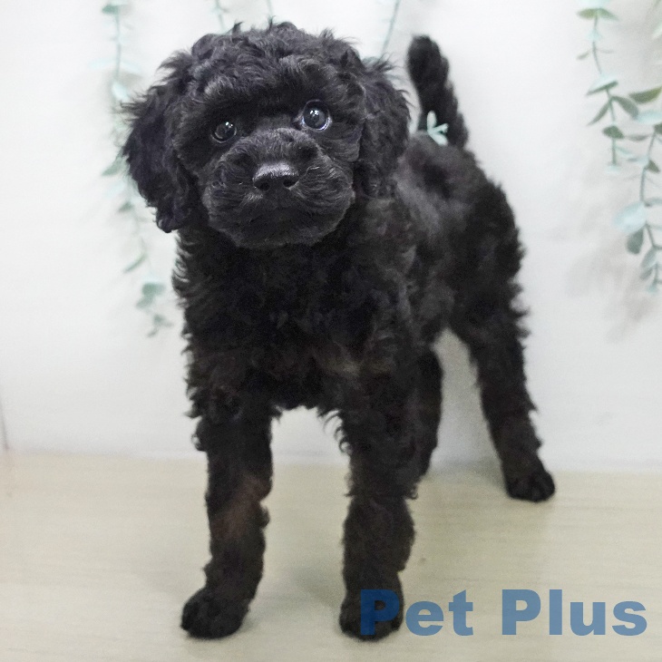 東京都のトイプードル(トイ) (ペットプラス 多摩平の森店/2025年11月17日生まれ/男の子/ブラックタン)の子犬の2枚目の画像