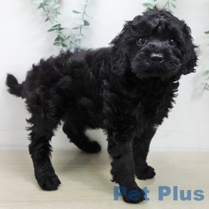 長野県のトイプードル(トイ) (ペットプラス 須坂店/2025年11月17日生まれ/男の子/ブラック)の子犬の2枚目の画像