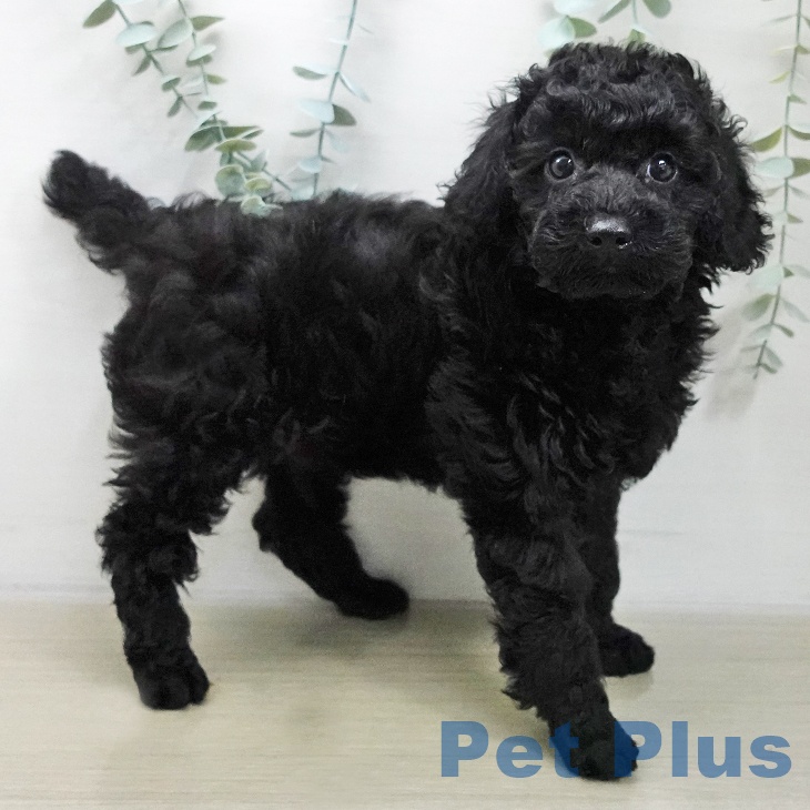 神奈川県のトイプードル(トイ) (ペットプラス 天王町店/2025年11月17日生まれ/男の子/ブラック)の子犬の1枚目の画像