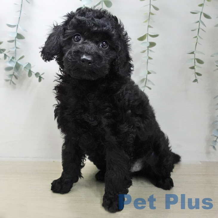神奈川県のトイプードル(トイ) (ペットプラス 天王町店/2025年11月17日生まれ/男の子/ブラック)の子犬の2枚目の画像