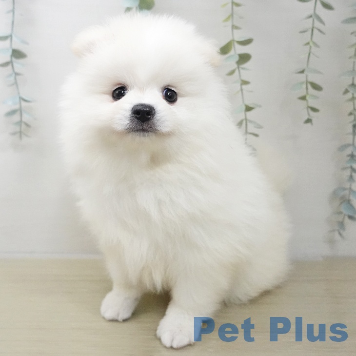 山形県のポメラニアン (ペットプラス 天童店/2025年11月21日生まれ/男の子/ホワイト)の子犬の1枚目の画像