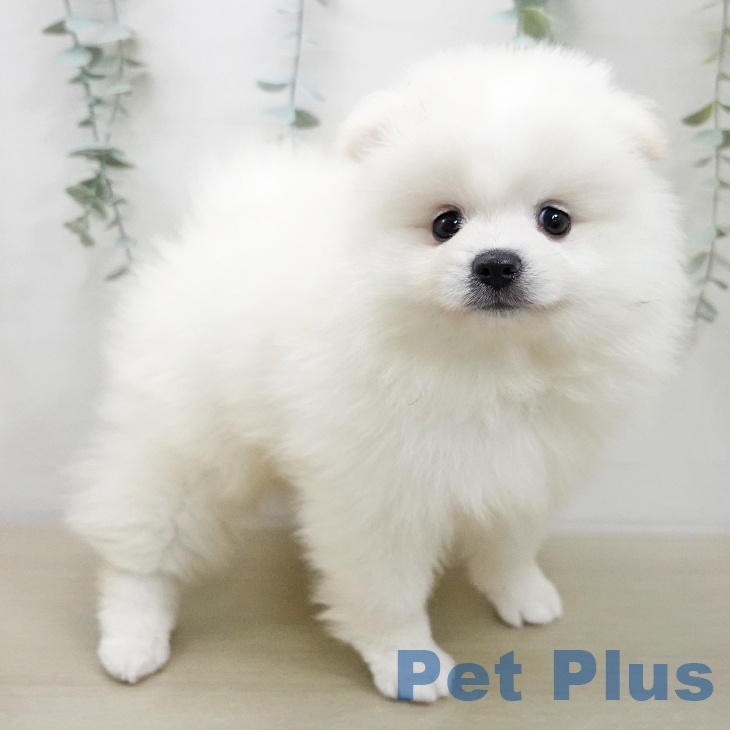 山形県のポメラニアン (ペットプラス 天童店/2025年11月21日生まれ/男の子/ホワイト)の子犬の2枚目の画像