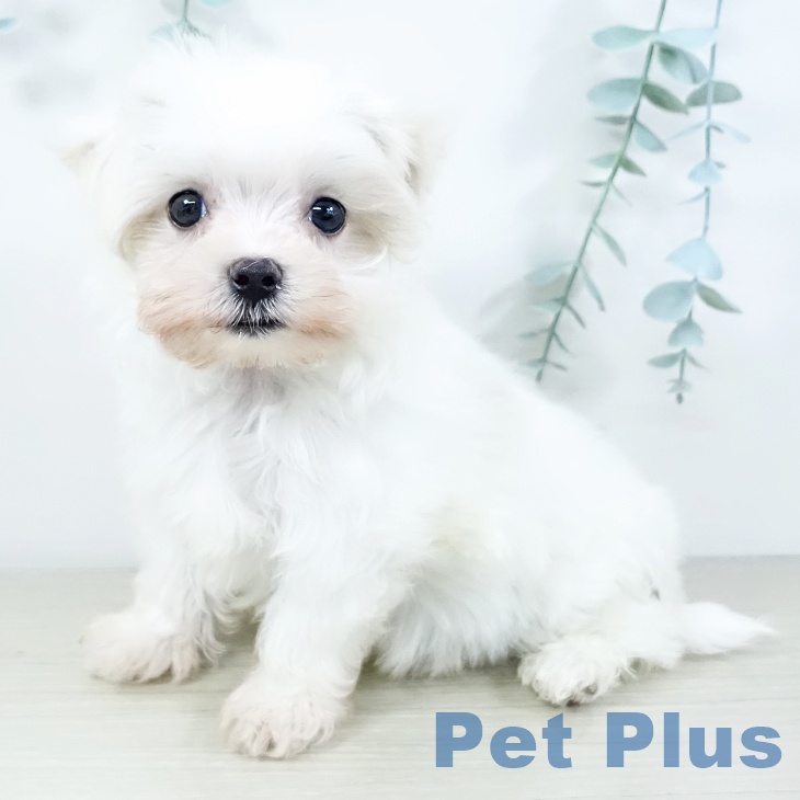 宮城県のマルチーズ (ペットプラス 名取店/2025年11月20日生まれ/男の子/ホワイト)の子犬