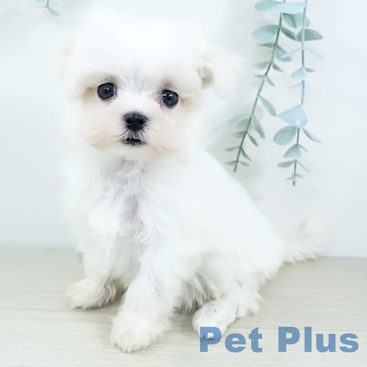 埼玉県のマルチーズ (ペットプラス 羽生店/2025年11月20日生まれ/女の子/ホワイト)の子犬の1枚目の画像
