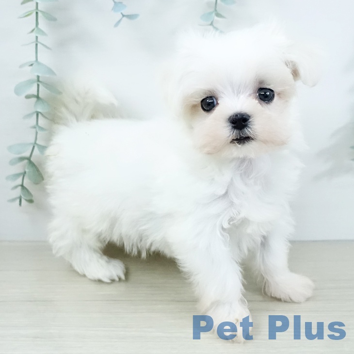 埼玉県のマルチーズ (ペットプラス 羽生店/2025年11月20日生まれ/女の子/ホワイト)の子犬の2枚目の画像